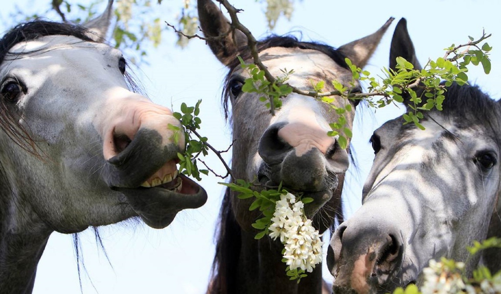 Тройка лошадей