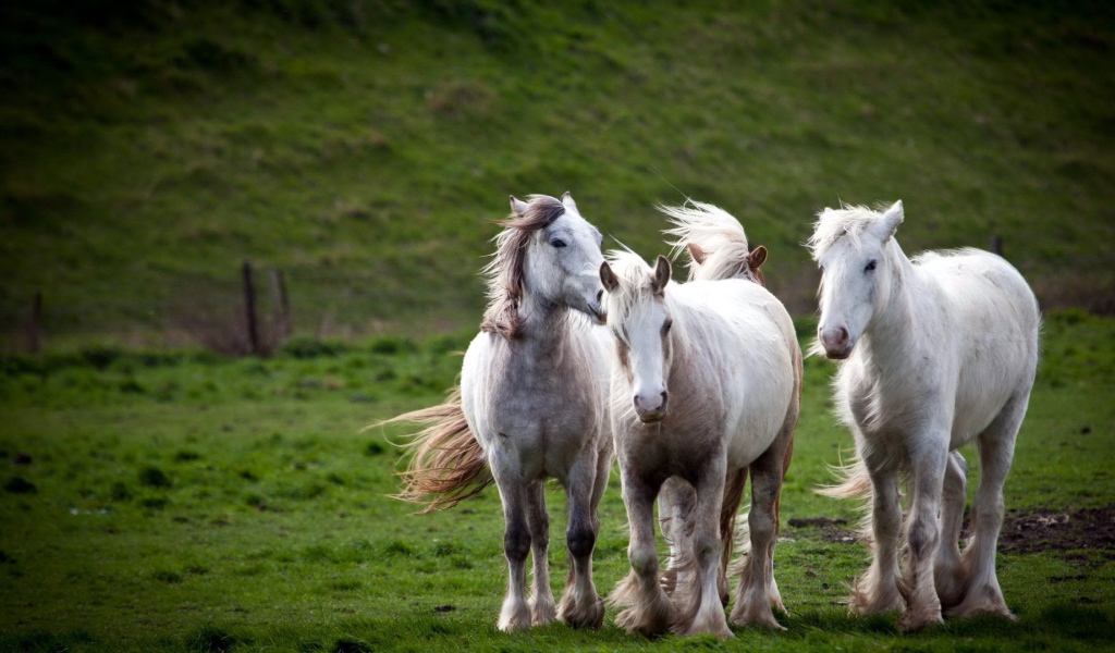 Тройка белых лошадей