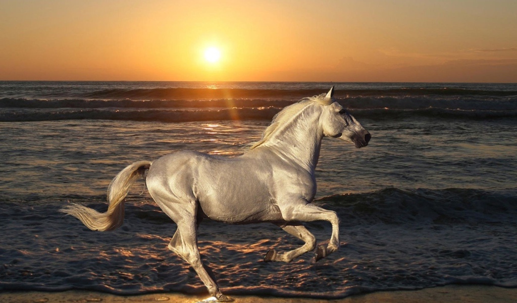 Белая лошадь на пляже