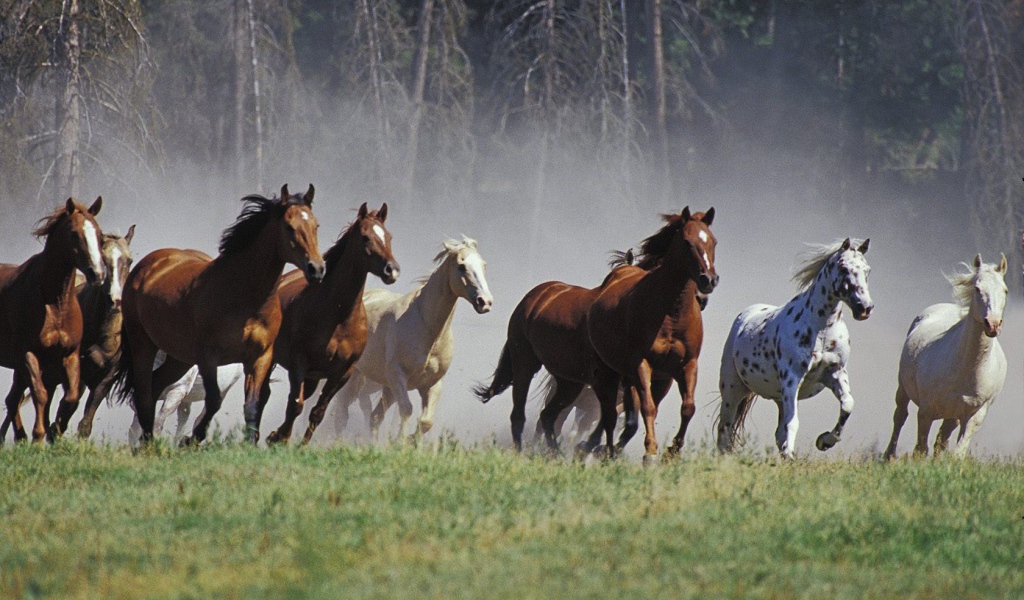 Табун лошадей