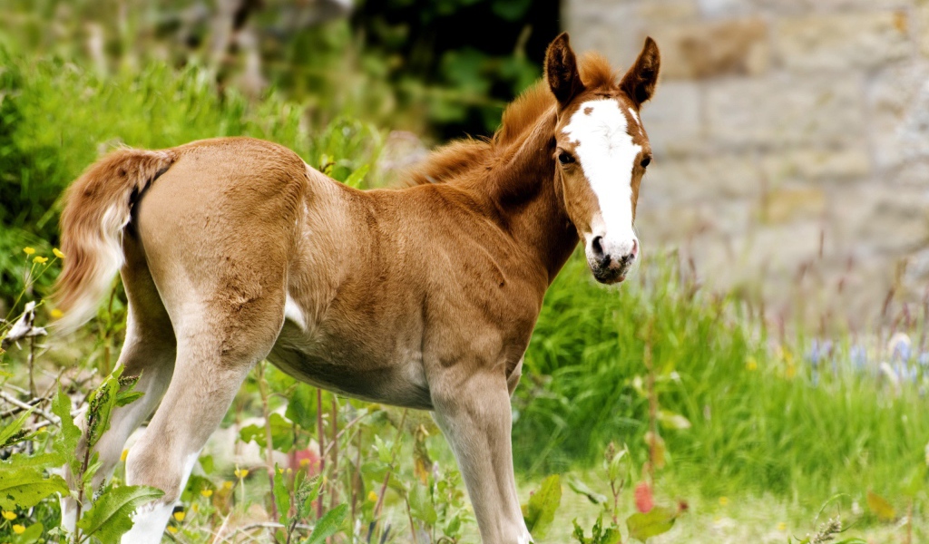 Жеребенок с белым лбом