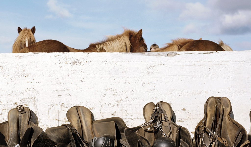 Лошади и седла