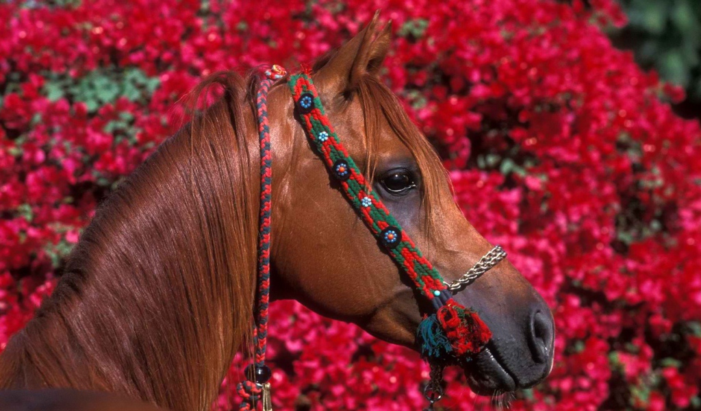 Голова лошади