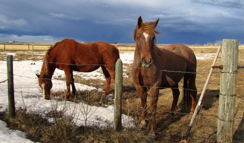 Лошади на весеннем пастбище