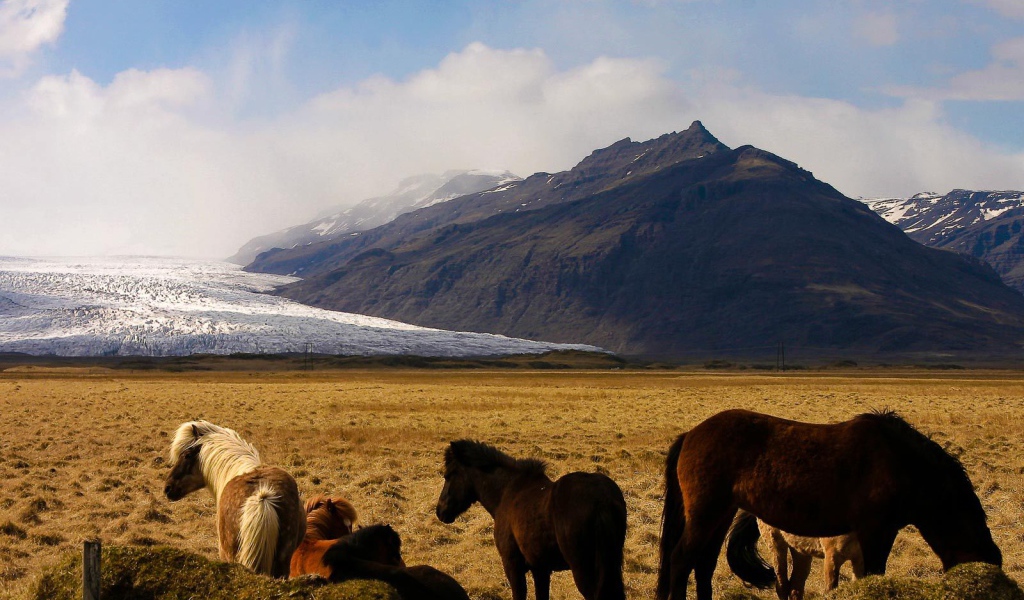 Лошади в горах