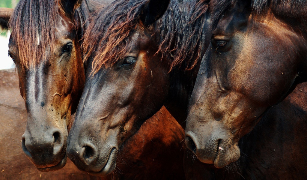Головы трех лошадей