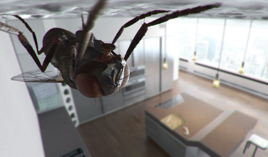 Муха сидит на потолке