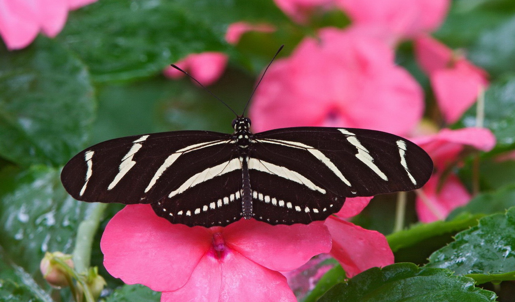 Большая черно белая бабочка