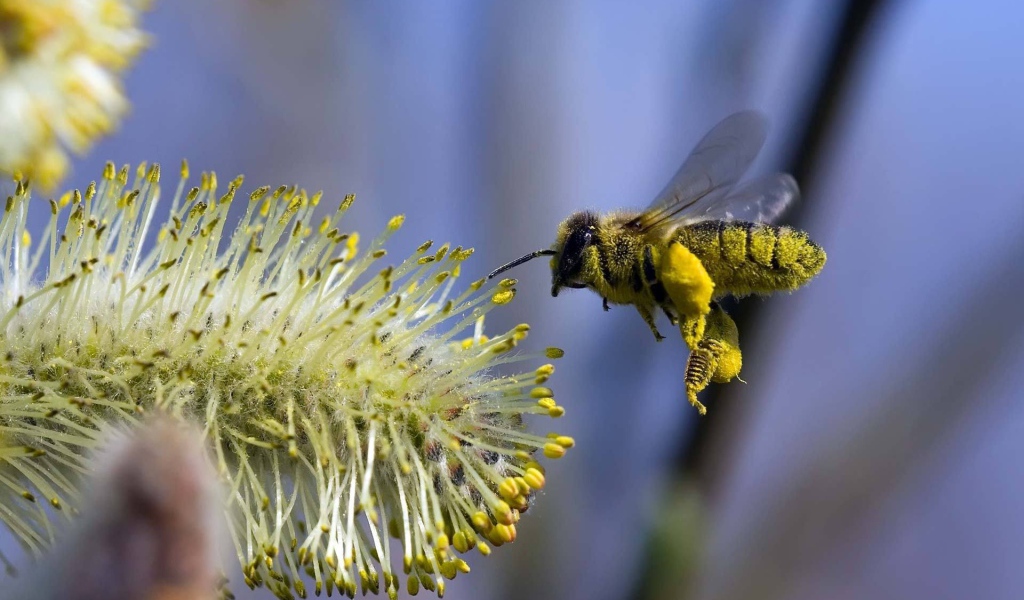 Пчела в полете
