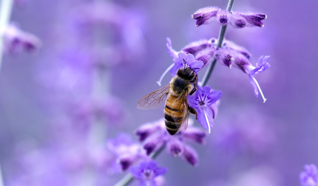 Пчела на синем цветке