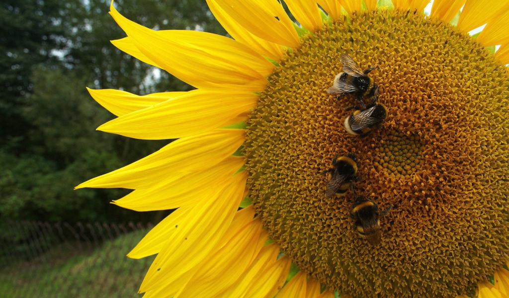 Пчелы на подсолнухе