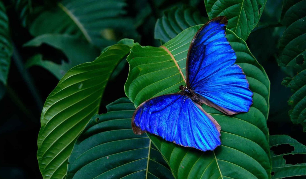 Синяя бабочка