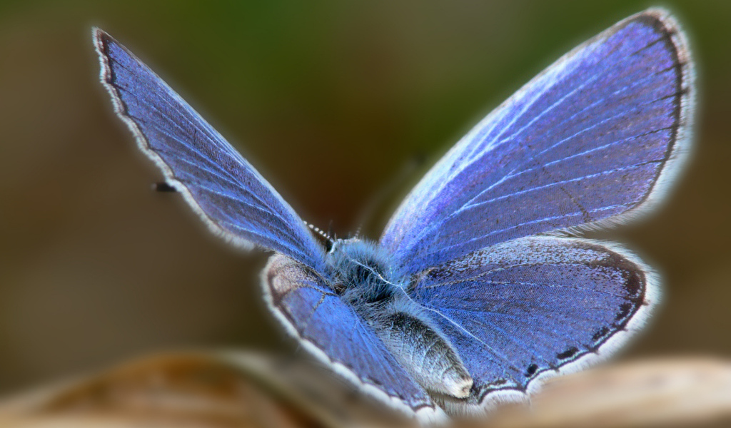 Голубая бабочка