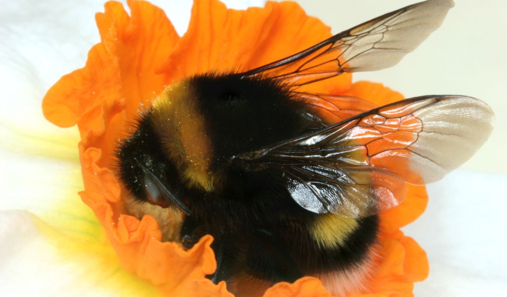 Шмель на оранжевом цветке