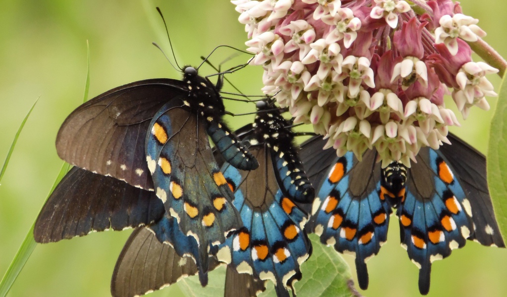 Бабочки слетелись на цветок