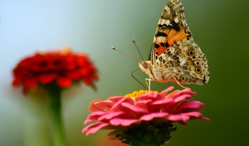 Бабочка на красном цветке
