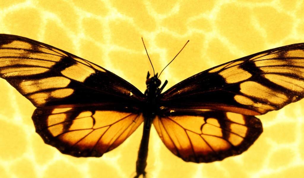 Бабочка на желтом фоне