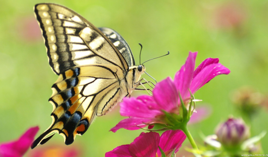 Бабочка на розовом цветке