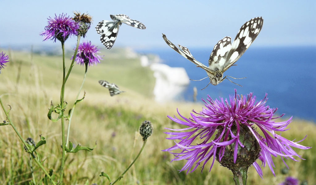 Бабочка садится на цветок