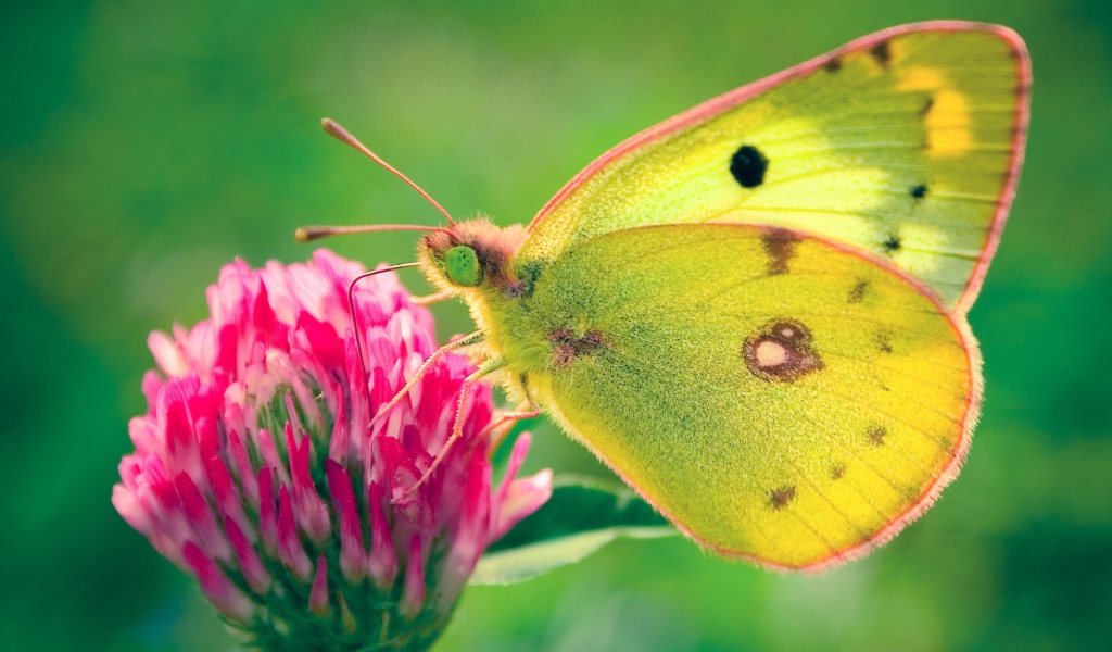 Бабочка в поле