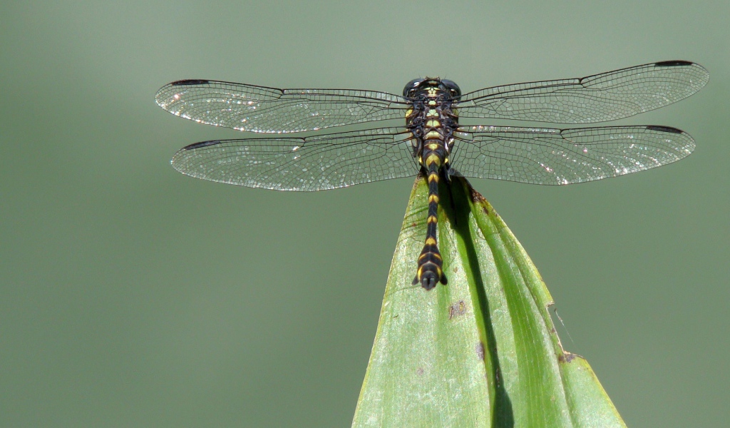 Стрекоза на кончике листа