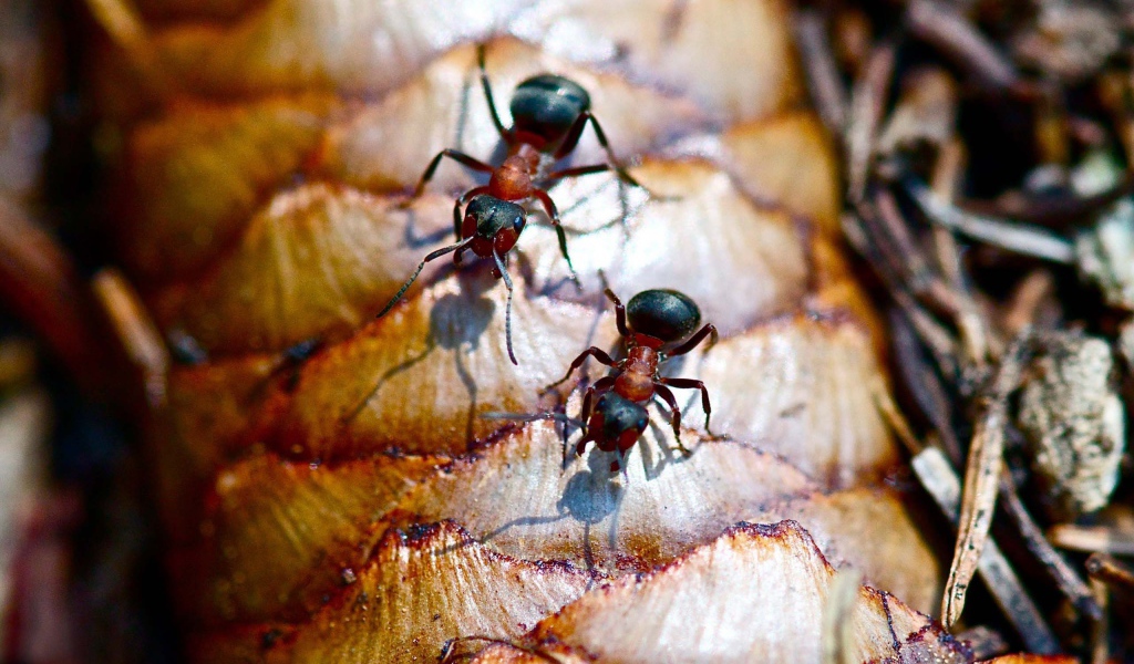 Лесные муравьи