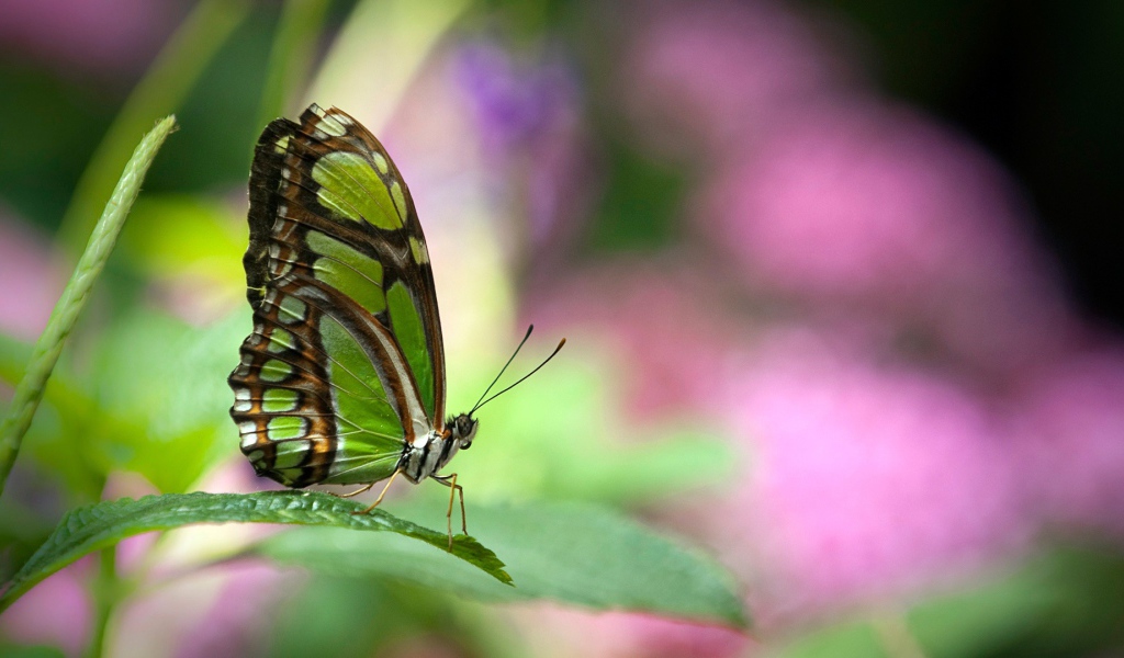 Зеленая бабочка