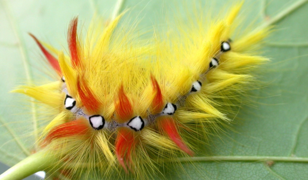 Мохнатая гусеница