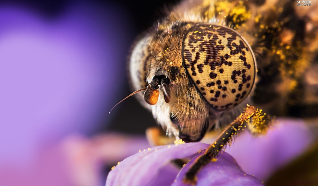 Голова пчелы