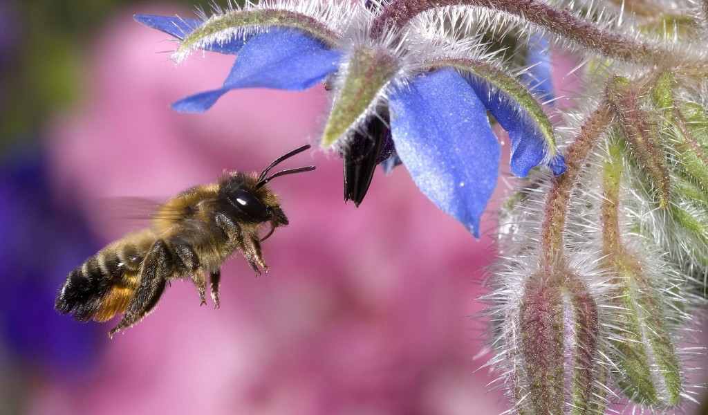 Пчела собирает мед