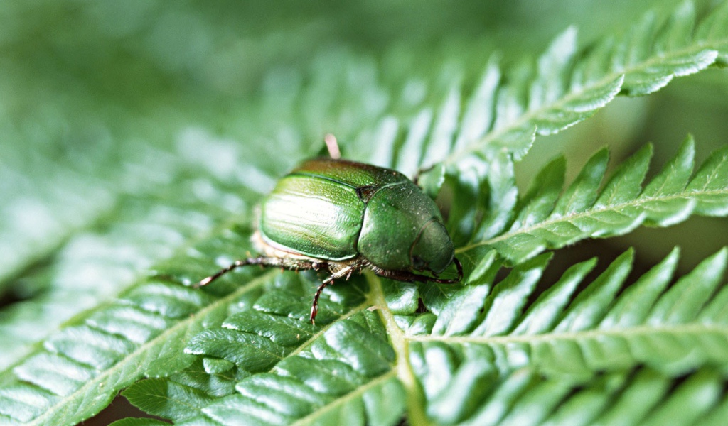 Японский жук