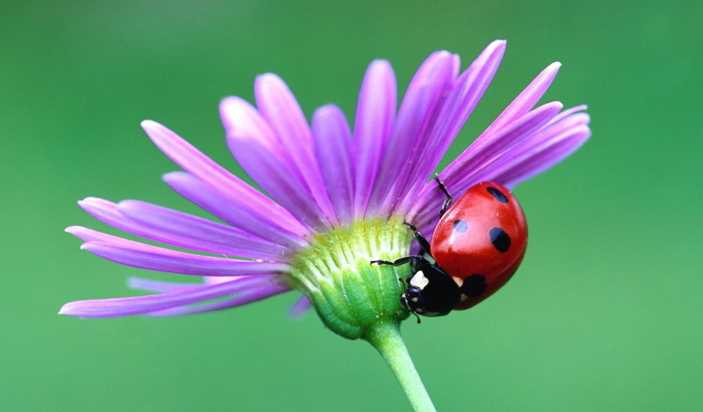 Божья коровка на цветке