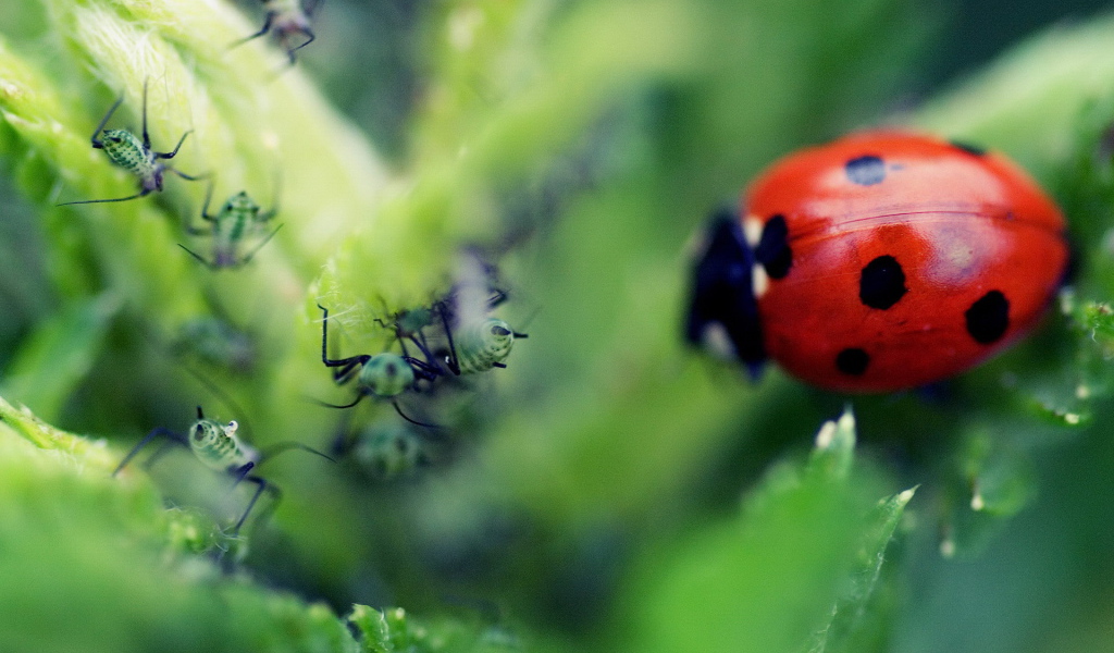 Божья коровка и тля