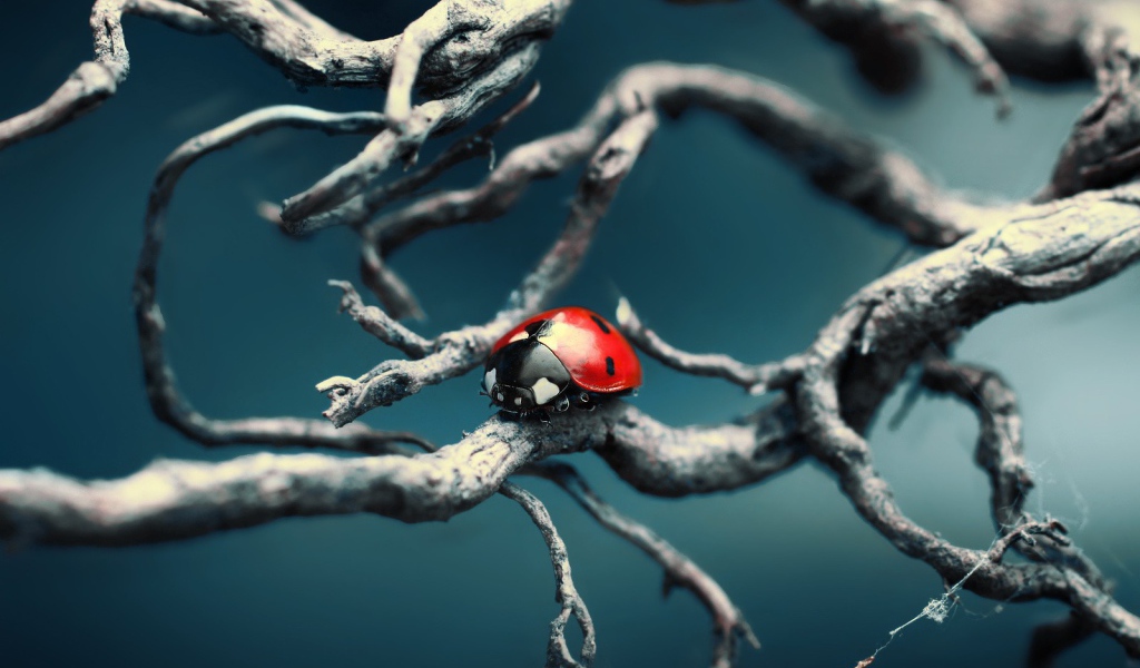 Божья коровка ползет по веткам