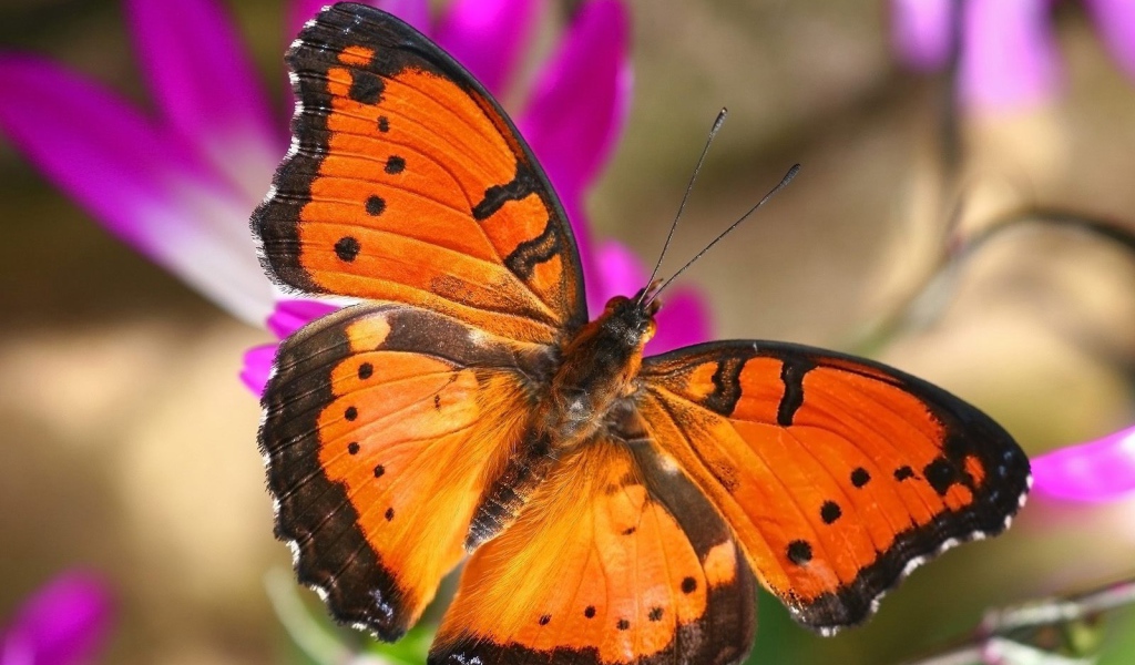 Бабочка в Лондоне