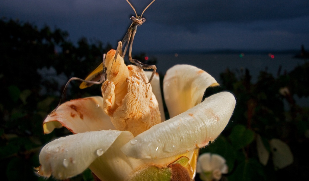 Богомол на цветке