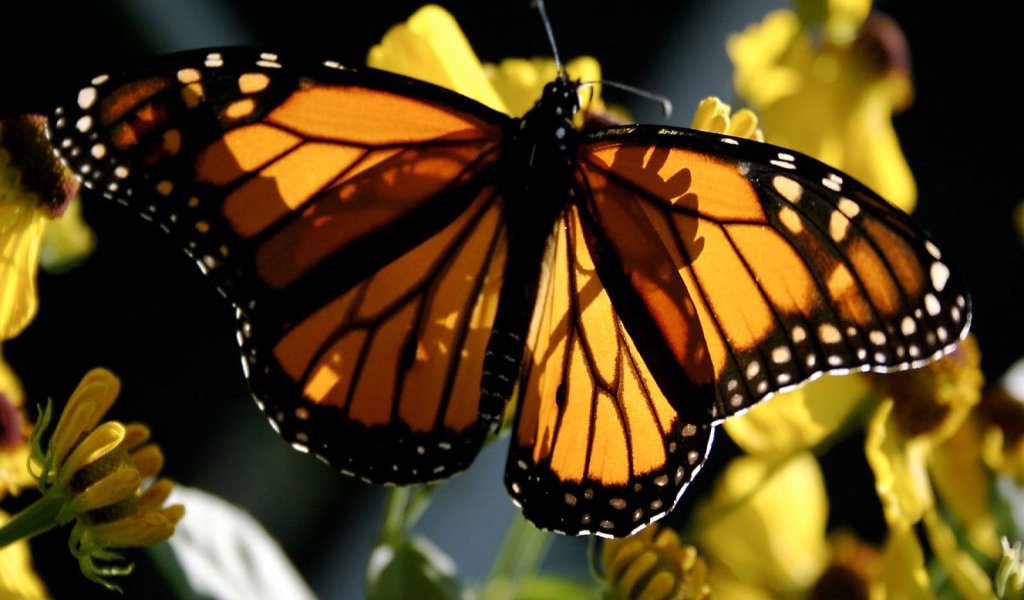 Бабочка Монарх