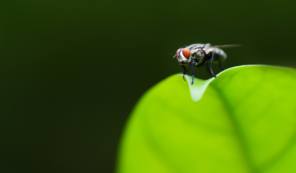 Фотогеничная муха