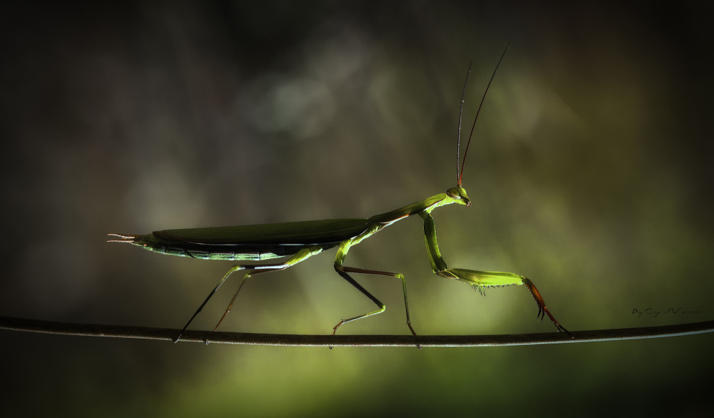 Богомол на ветке