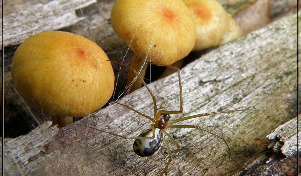 Паук и грибы