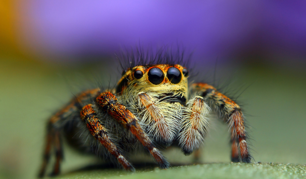 Паук джампер