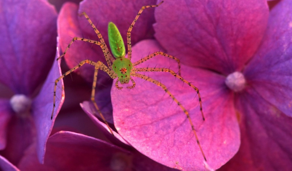 Паук на розовых цветках