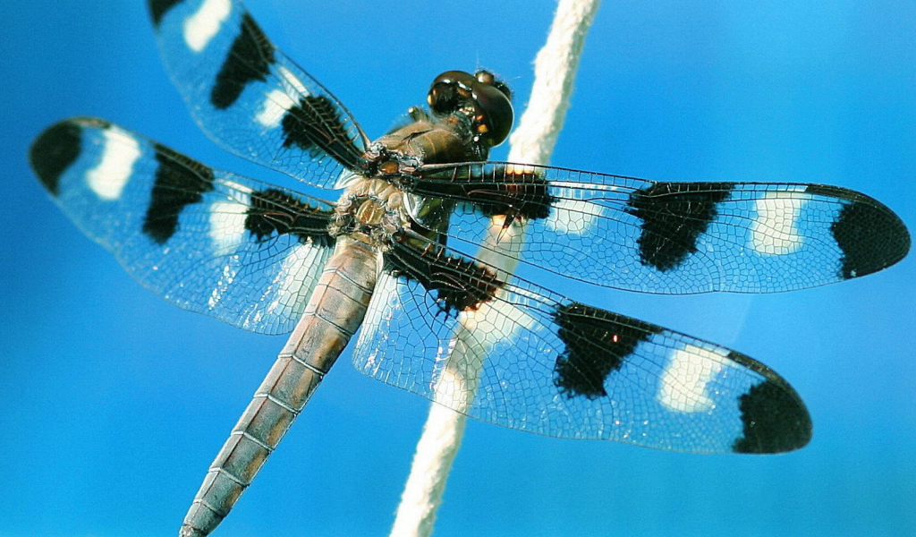 Пятнистая стрекоза на растении