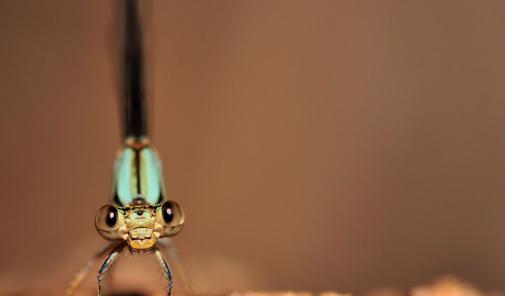 Глаза стрекозы