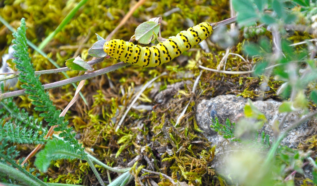 Желтая гусеница