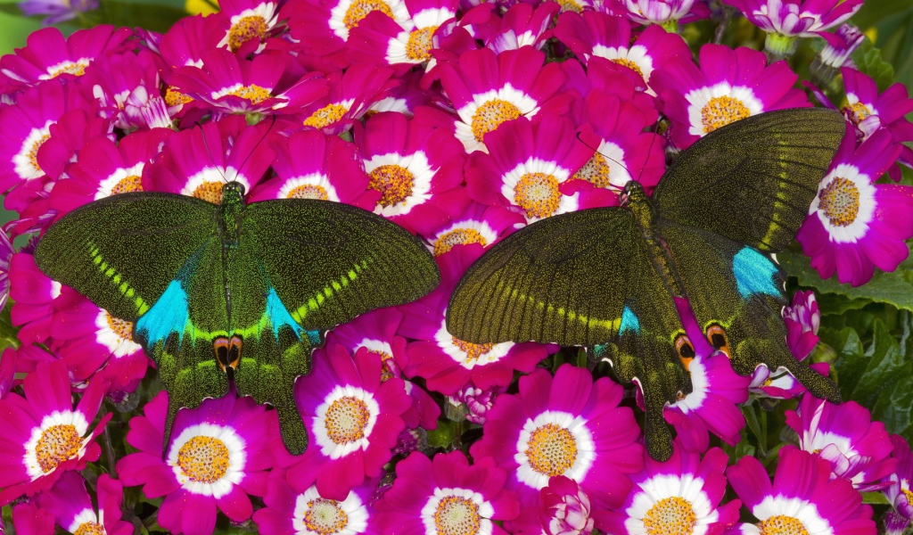 Бабочки на розовых цветах
