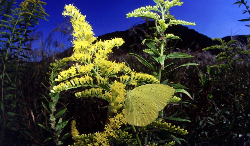 Бабочка на желтом цветке