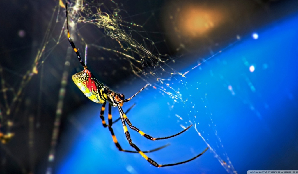 Паук плетет паутину