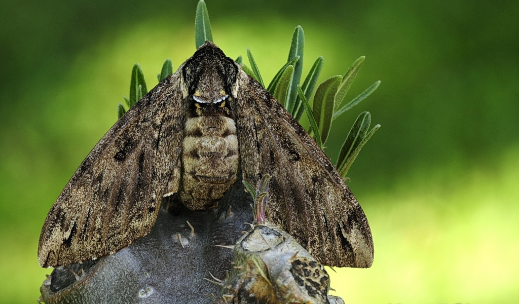 Большая серая моль