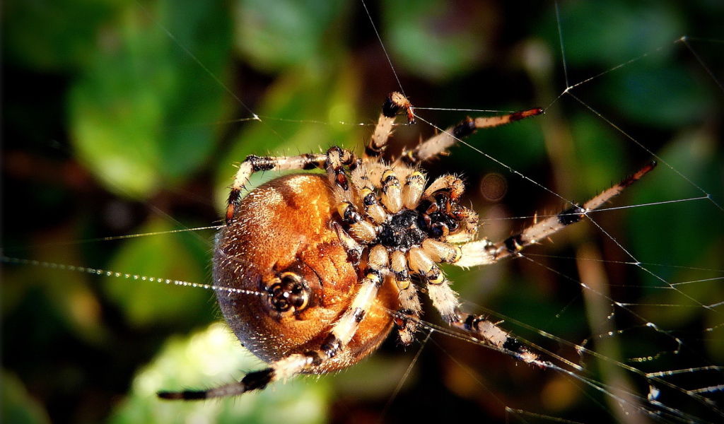 Круглый паук